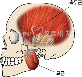 측두근, 교근 이미지