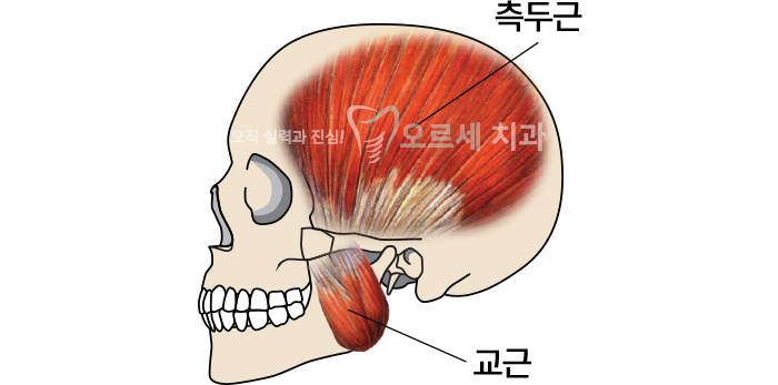 측두근, 교근 이미지